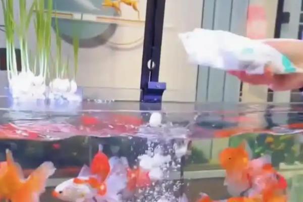 锦鲤缸什么时候放盐,锦鲤患病时才能使用