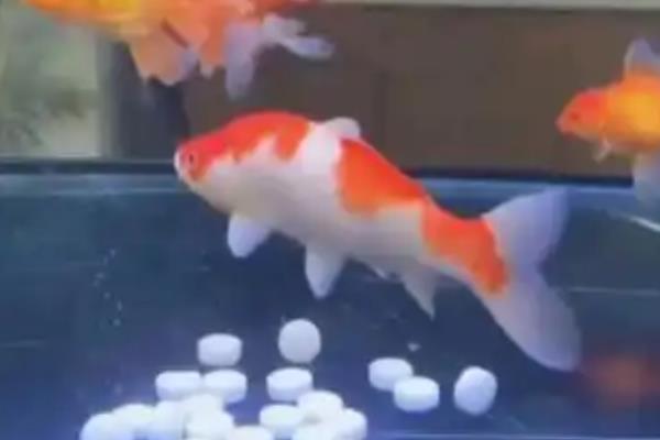 锦鲤缸什么时候放盐,锦鲤患病时才能使用