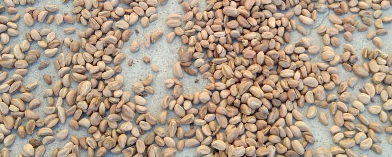 如何让山楂种子发芽，以下三种方式都可以采用