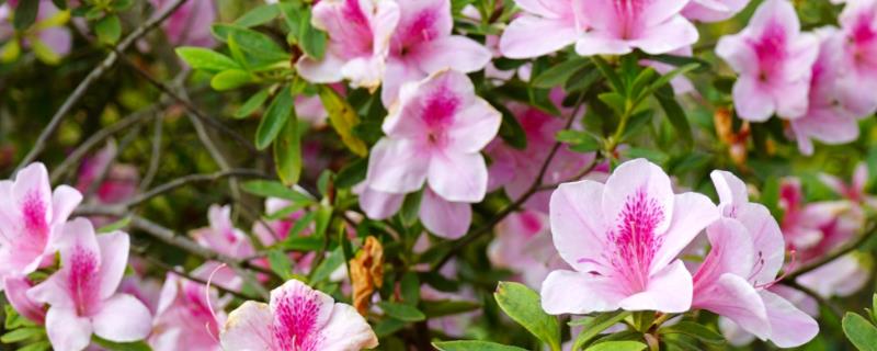 杜鹃花有没有毒，白色和黄色品种有毒