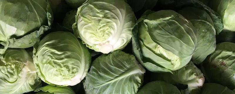 甘蓝类蔬菜的品种，主要分为结球甘蓝、紫甘蓝等5个种类