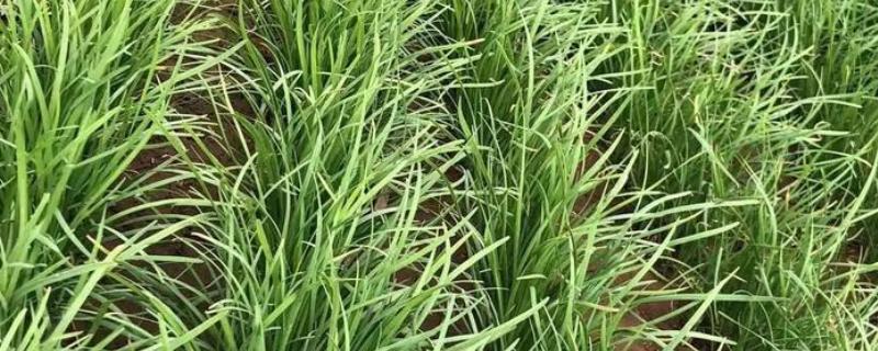 韭菜苗的移栽时间，出苗50-60天便可定植