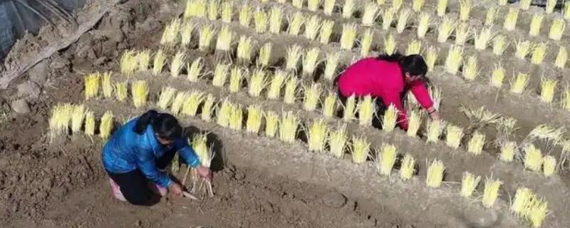 韭黄如何种植，播种前要温水浸泡