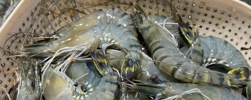 老虎虾和黑虎虾的区别，属于同一个品种