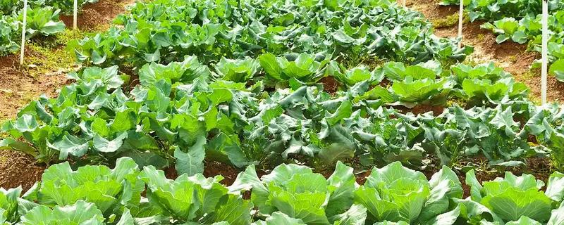 植物的主要组织是什么，是输导组织、分生组织等