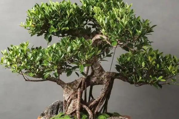 榕树最低能耐寒几度，最低能耐0℃