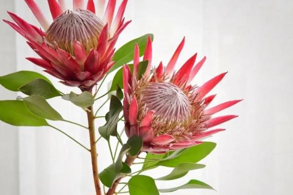 帝王花的外观，花蕊被苞叶所包围