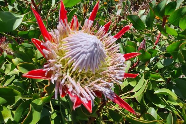 帝王花的外观，花蕊被苞叶所包围