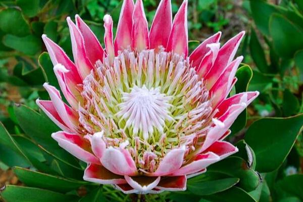 帝王花的外观，花蕊被苞叶所包围