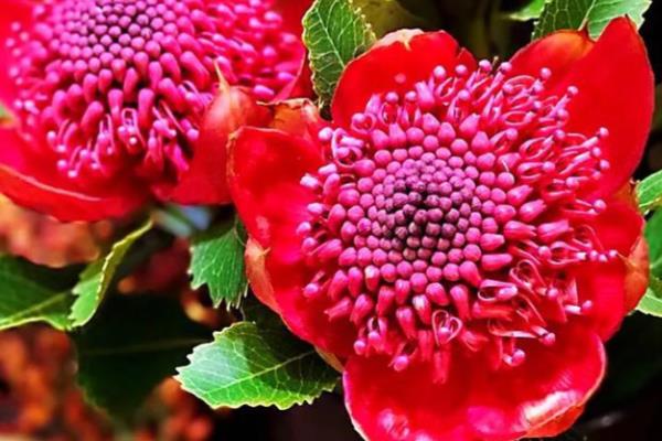 帝王花的外观，花蕊被苞叶所包围