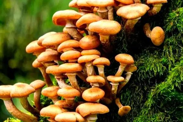 茶树菇产于哪里,主产于江西和福建