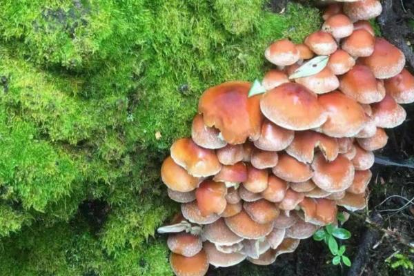 茶树菇产于哪里,主产于江西和福建