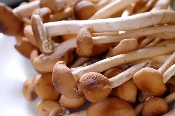 茶树菇产于哪里,主产于江西和福建