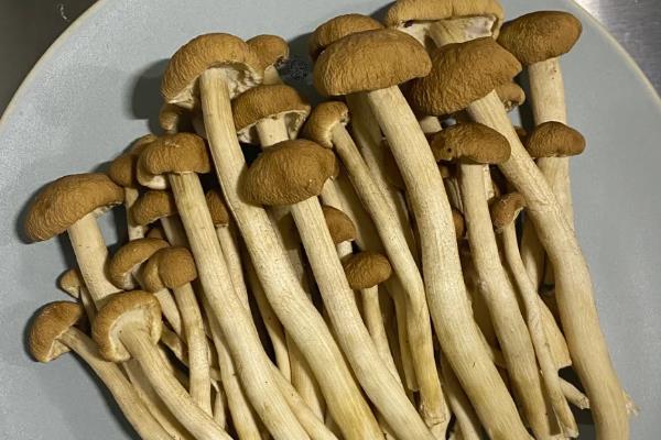 茶树菇产于哪里,主产于江西和福建