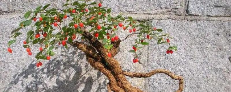 茱萸的简介，属于双子叶常绿植物