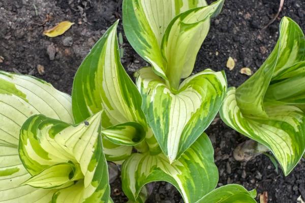 玉簪花叶子边干枯的原因,可能是光照过强所致