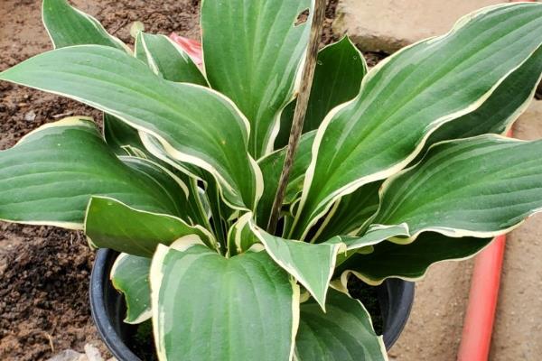 玉簪花叶子边干枯的原因,可能是光照过强所致