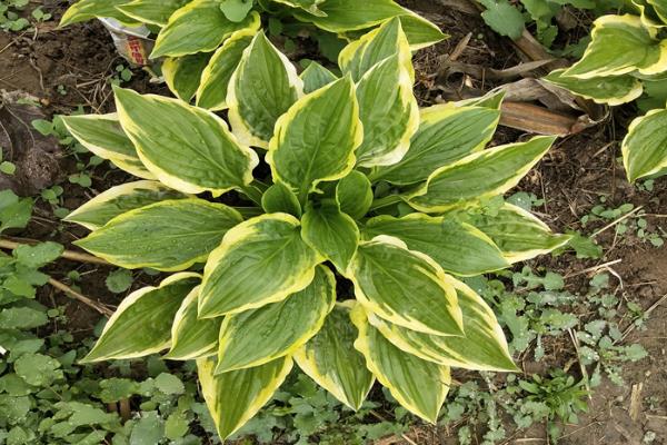 玉簪花叶子边干枯的原因,可能是光照过强所致