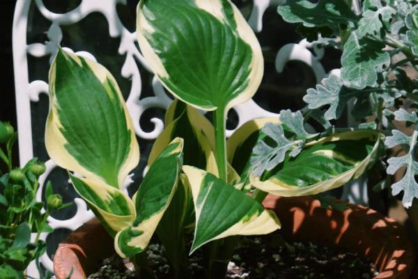 玉簪花叶子边干枯的原因,可能是光照过强所致