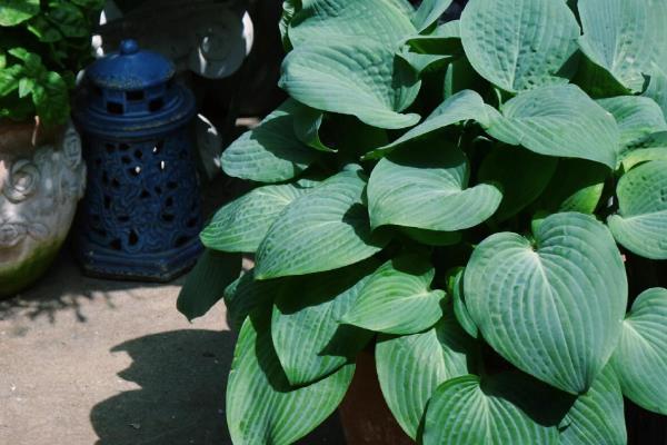 玉簪花叶子边干枯的原因,可能是光照过强所致