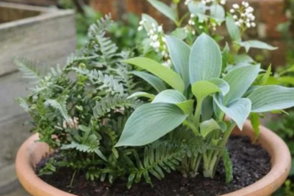 玉簪花叶子边干枯的原因,可能是光照过强所致