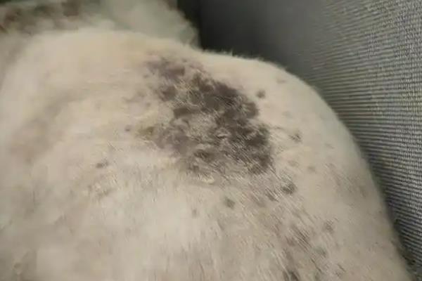 猫咪皮肤变黑起皮屑的原因，疥螨、蠕形螨等均会导致