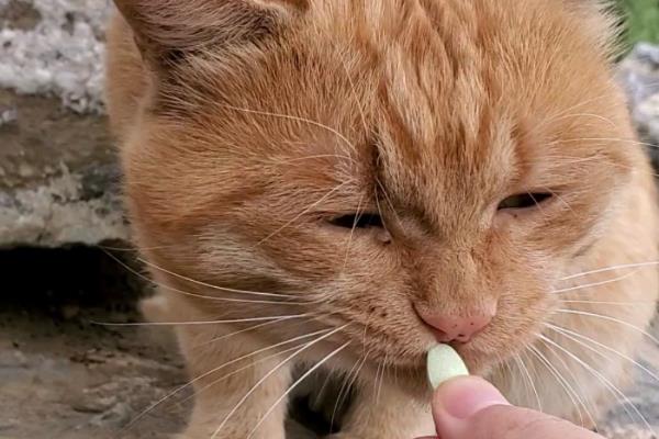 猫咪皮肤变黑起皮屑的原因，疥螨、蠕形螨等均会导致