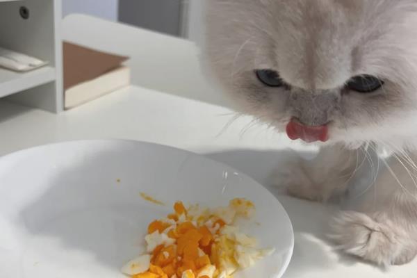 猫咪皮肤变黑起皮屑的原因，疥螨、蠕形螨等均会导致