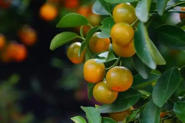 金桔在北方好不好养，温度低于7℃会被冻伤