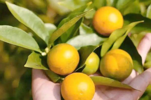金桔在北方好不好养，温度低于7℃会被冻伤