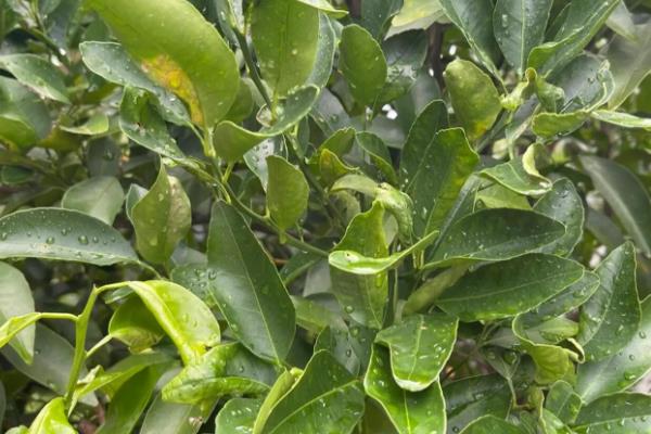 金桔在北方好不好养，温度低于7℃会被冻伤