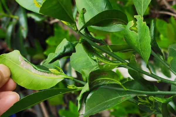 金桔在北方好不好养，温度低于7℃会被冻伤