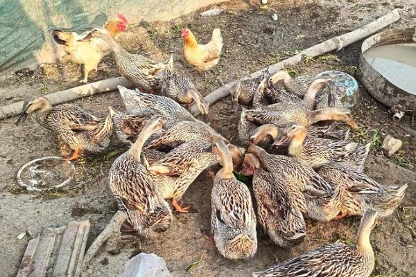 夏天如何养鸭子，需要配制高温专用饲料