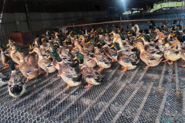 夏天如何养鸭子，需要配制高温专用饲料