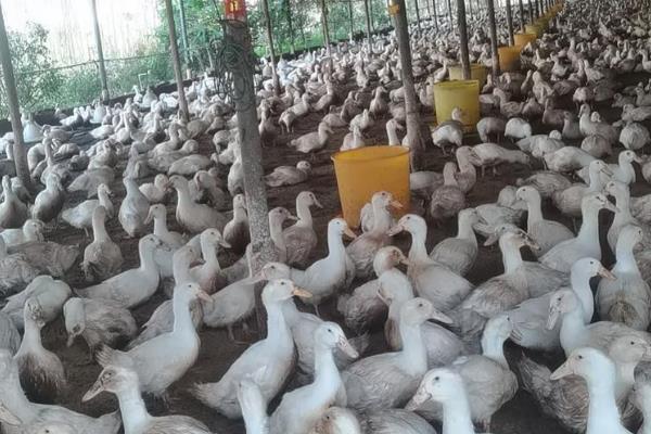 夏天如何养鸭子，需要配制高温专用饲料