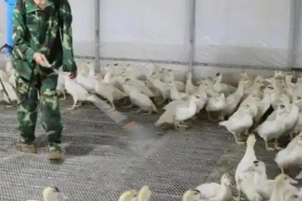 夏天如何养鸭子，需要配制高温专用饲料
