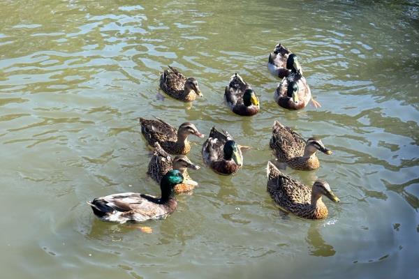 夏天如何养鸭子，需要配制高温专用饲料
