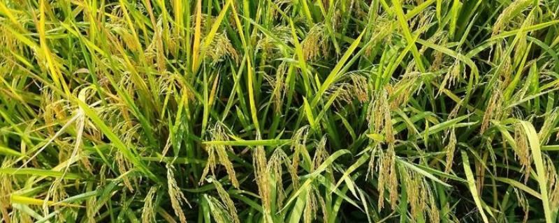 水稻有什么生长习性，喜欢高温和短日照