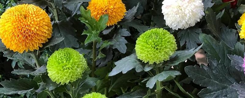 乒乓菊什么时候开花，花期为8-10月份左右