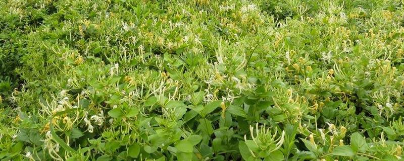 金银花一亩的利润是多少，利润4000-5000元