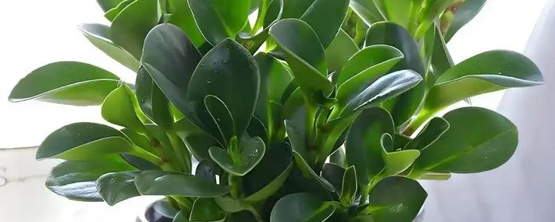 怎么养殖豆瓣绿，生长盛期每隔1-3天浇一次水