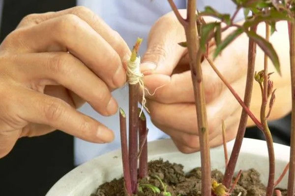 春天怎么嫁接牡丹，在每年春季3-4月份左右进行