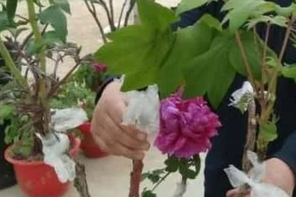 春天怎么嫁接牡丹，在每年春季3-4月份左右进行