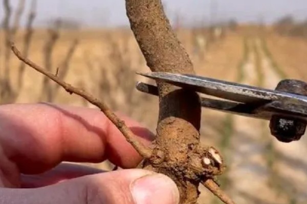 春天怎么嫁接牡丹，在每年春季3-4月份左右进行