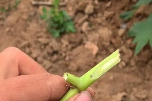 春天怎么嫁接牡丹，在每年春季3-4月份左右进行