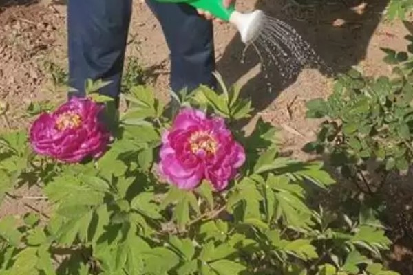 春天怎么嫁接牡丹，在每年春季3-4月份左右进行