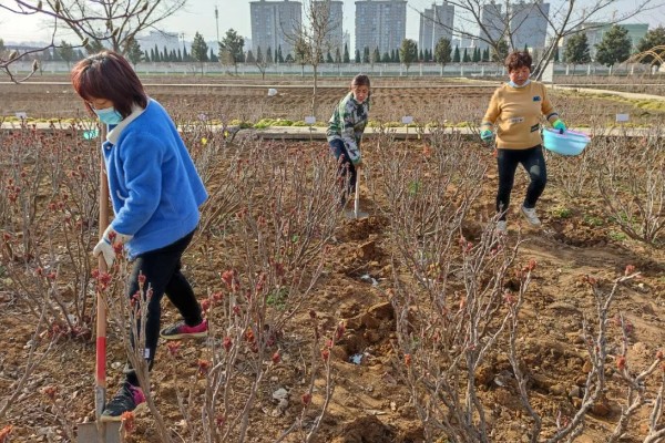 春天怎么嫁接牡丹，在每年春季3-4月份左右进行