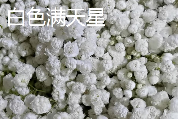 满天星的花语，红色满天星代表热情澎湃