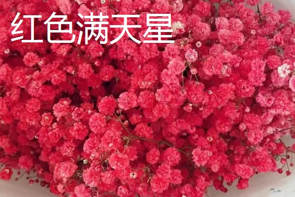 满天星的花语，红色满天星代表热情澎湃