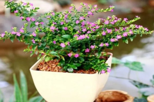 满天星的花语，红色满天星代表热情澎湃